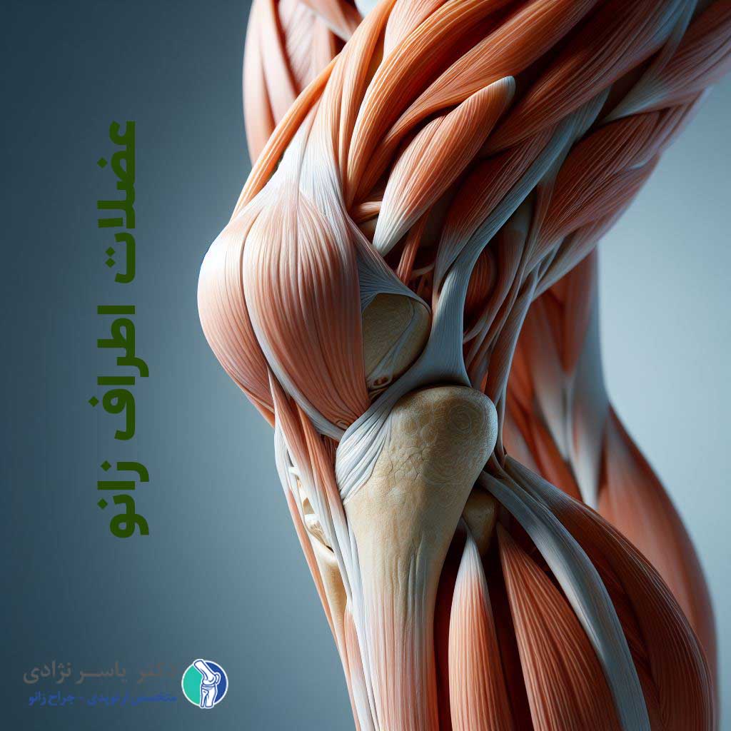 عضلات اطراف زانو